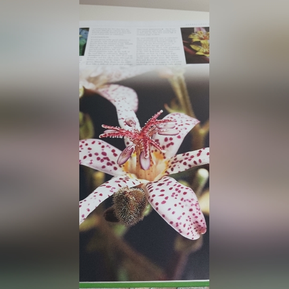 PLANT, The Ultimate Visual Reference to Plants and Flowers of the World - Picture 6 of 7